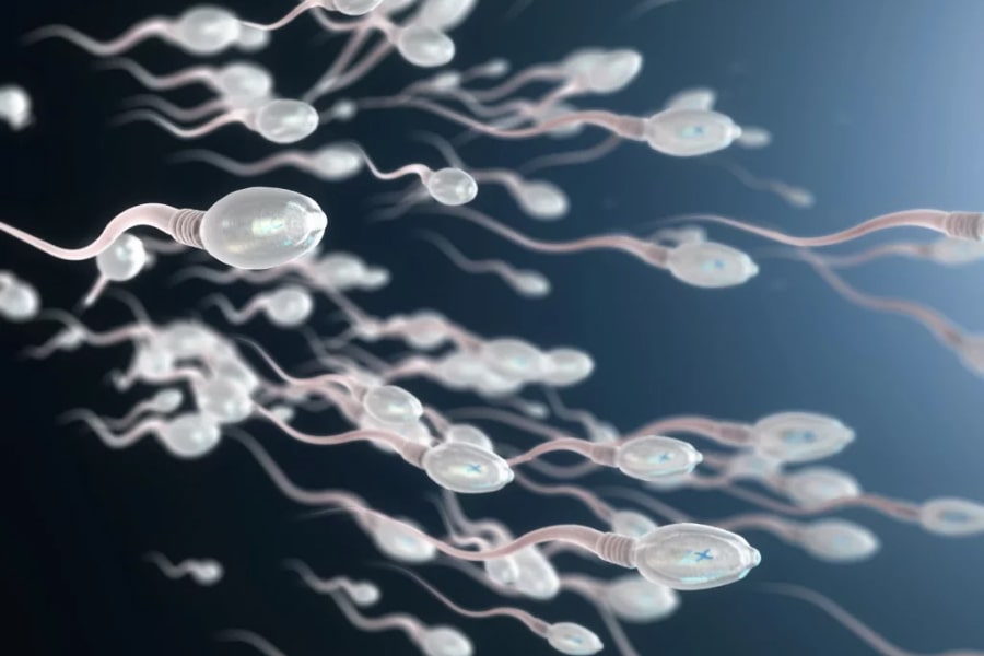 Что такое сперматогенез